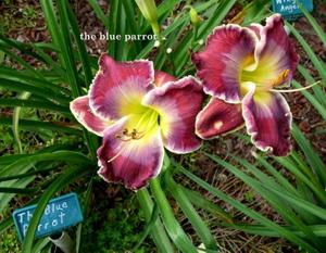 The Blue Parrot (Trimmer,